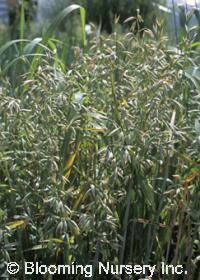 Avena 'Forest Bouquet'       